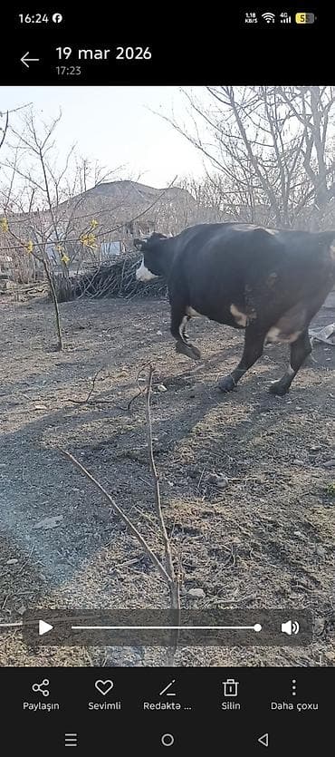 simmental inek: 4cü qarina 7 ayliq boqaz. təzə doğanda sudu 32,33 litr . unvan Xaçmaz — 2