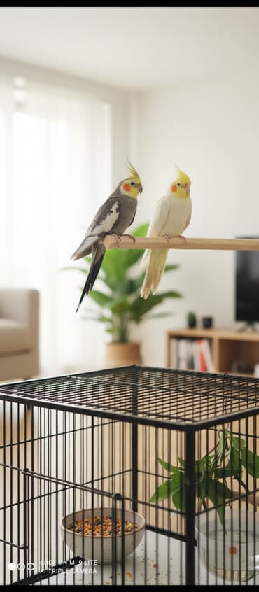 Cüt papuqay satıram ikisidə elə oyresendi.sadece bizi biraz