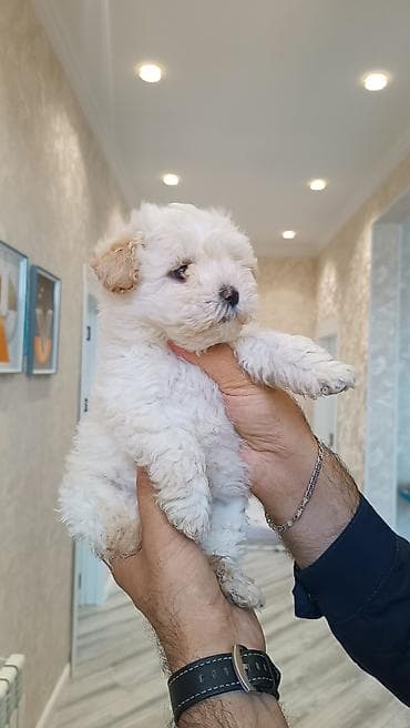 qoyun iti balasi: Pudel, 2 ay, Erkek — 3