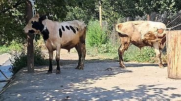 yerli inək: Iki baş bordaqlıq təmiz qan cins danalar satılır — 6