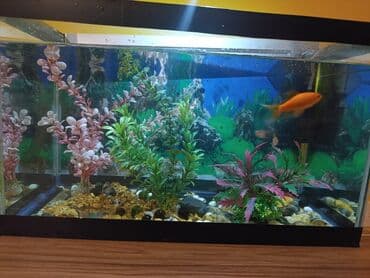 akvarium filterleri: Təcili satılır köclə — 4