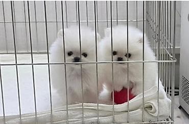 Quşlar: Şpitz, 2 ay, Sənədli — 1