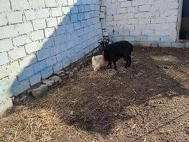 canavara oxsayan it: Məhsul: Qara dağ keçisi və bala Təsvir: - Şəkillərdə qara rəngli — 3