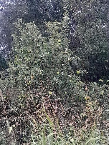 45 sot, Tikinti, Mülkiyyətçi, Kupça (Çıxarış) — 2