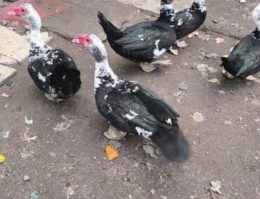 Digər kənd təsərrüfatı heyvanları: Erkək, | Lal ördək, Ətlik — 5