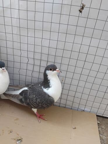 купить хомяка в баку: Delfin saglam heyvanlardi xoruzu iri olan sortdandi cütü 40 manat — 4