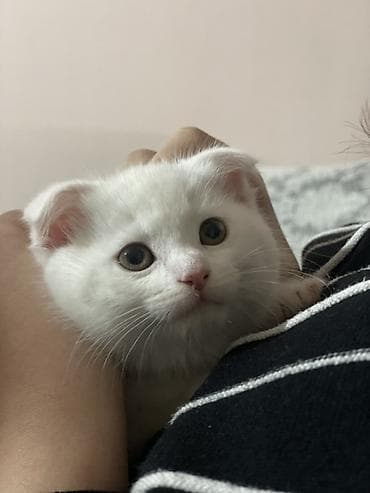 paroda pişik: Şotland yastı qulaq, Dişi, Yaxşı əllərə — 5