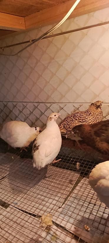 çin bıldırcını: SALAM TAM SAĞLAM BİLDİRÇİNLƏR SATILIR YUMURTAMAĞA YENİ BAŞLAYIRLAR 18 — 2