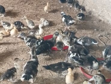 lal ordəklərin satışı: 20 günlük və 50 günlük ördək balaları. 20 günlük — 3