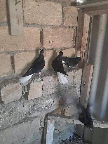 Göyərçinlər: Qara ağ quyruqlardı 4 dene hopdum da satılır tek tekde cüt 30 m hopdum — 2