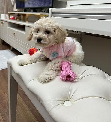 pudel satilir 2020: Pudel, 3 ay, Erkek, Peyvəndli, Pulsuz çatdırılma — 2