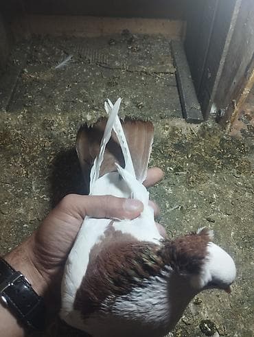 dəvə quşu satışı: Kekilli qırmızı boyun biri erkek biri maya. bir eded sari boyun kekili — 3