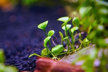 аксессуары и одежда для собак: Марсилия крената

Marsiliya akvarium bitkisi — 2