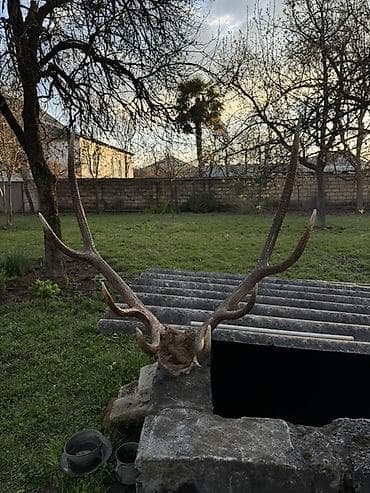 dekor saatlar: Məhsul: Təbii maral buynuzu (kəllə bazası ilə) Təsvir: - Böyük — 4