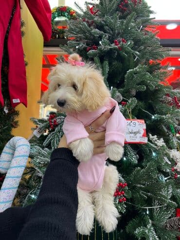 Heyvanlar üçün mallar: Maltipu 2Aylıq - Rəng: Açıq çəhrayı - Material: Yumşaq, nəfəsalan — 1