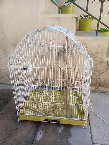 Iki qus (erkek disi) bir boyuk qefes icinde yemi qabi su qabi