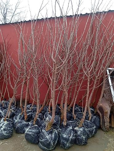 ucuz əşyalar: Satılır: söyüd fidanları (qamışvari sürətli böyüyən dekorativ ağac) - — 5