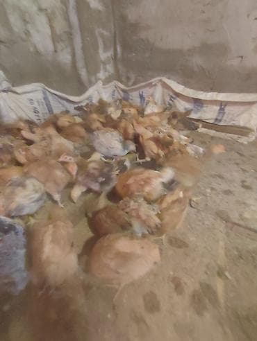 yemlər: 2 ayliq lohman toyuqlar satilir 4 cu ayinda yumurta verir. İlde 350+ — 4