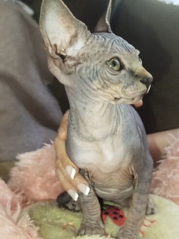 Pişiklər: Sfinks, Erkək — 3