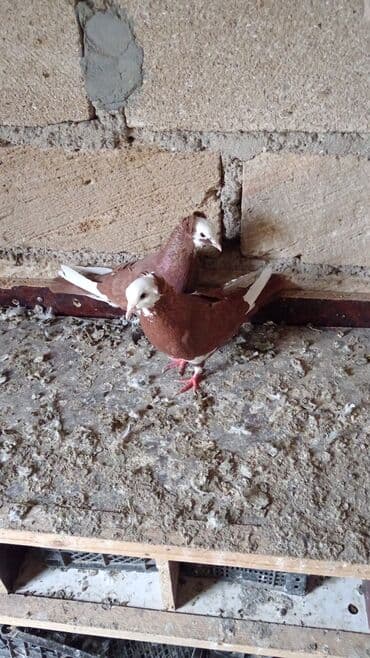 Cütlük dekorativ göyərçin - Növ: dekorativ/ev göyərçini - Rəng