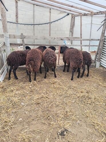 котята даром в душанбе: Самка, Qala, лет: 1, 50 кг, Для разведения, Самовывоз — 3