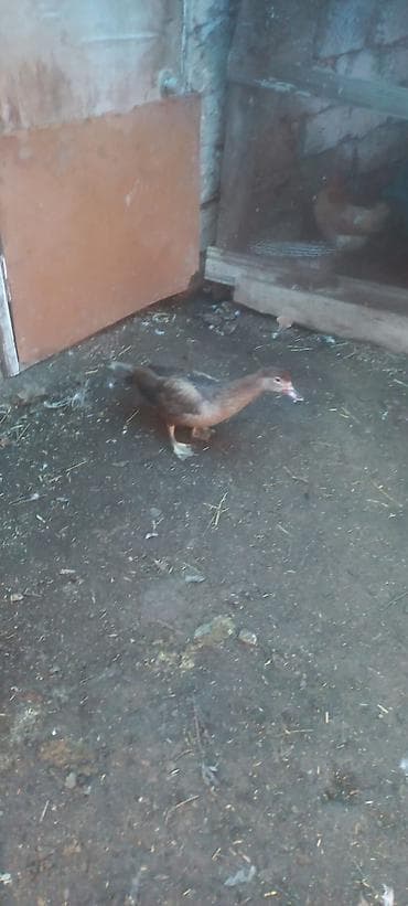 Dişi, | Lal ördək, Ətlik