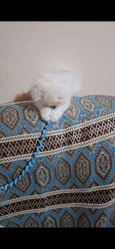 pişik: Şinşilla, Dişi — 10