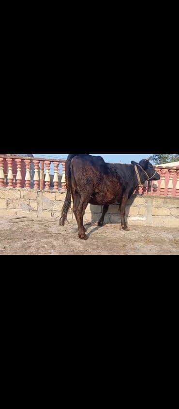 Toyuqlar: Salam gorduyuz heyvan 3ci qarına 7ayliq bogaz dı çox təmiz fağır — 1