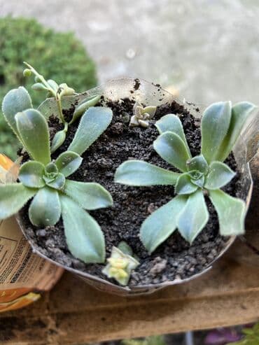 ev qizdiricilari: Xalça — 60