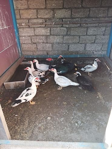 kuban ordeyi: 9 ədədi -230 azn.Lal ördəkləri (indo-duck) – müxtəlif rənglərdə sürü — 7