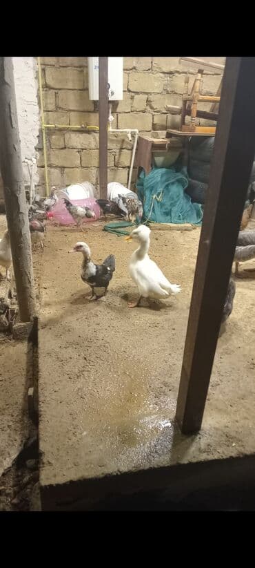 ördək qiyməti: Tek tet 20 cut 35 azn ayliqdr - Növ: Muscovy/hind ördəyi (ağ və — 1