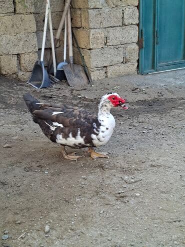 kənd toyuqlari: Ordekler tecili satilir. Təklif olunan ördəklər sağlam və yaxşı — 4