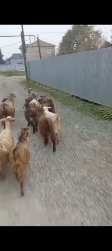 İtlər: 13 keçi tam saglam heyvadılar 2 s ana 11 çepis HAMSİ bi yerde 13 baş — 2