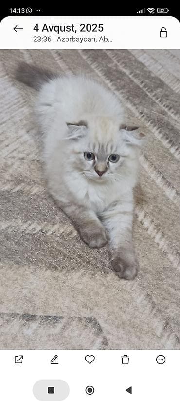 toyuq evi: Şotland uzun tüklü, Erkək, Cütləşmə üçün — 2