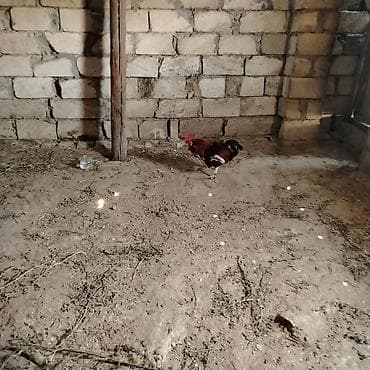 Xoruz, il: 3, Ünvandan götürmə — 2