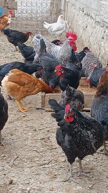 pişik üçün qum qabı: Toyuq, Yumurtalıq — 1