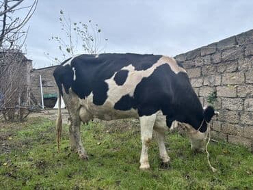 yun cinslər: Ala qara cins inek satilir. Cavan heyvandı. 4 aylıq boğazdı. Tam — 3