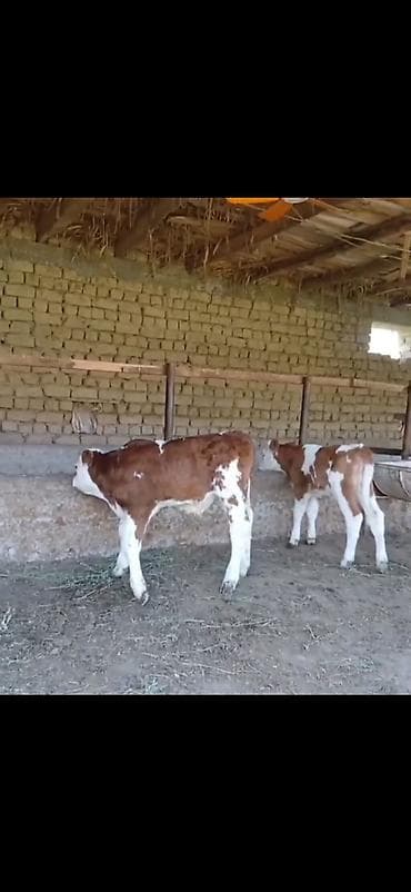 Телята: Satılır: 3 baş cins buzov - Növ: ətlik-südlük istiqamətli simmental — 6