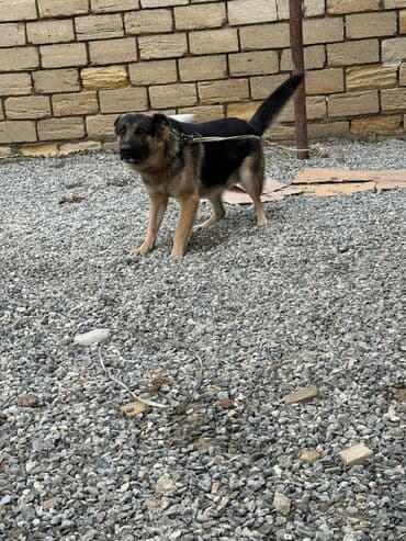 nemeski avçarka: Alman çoban iti, 1 ay, Erkek — 4