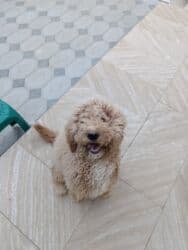 приучатель к туалету для собак: Пудель, 9 месяцев, Самец, С прививками, Самовывоз — 6