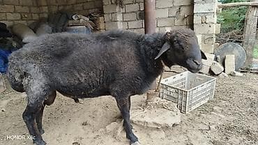 cücə və xoruz: Qara rəngli qoç – yerli ətlik-yunlu istiqamət - Cins/Tip: Yerli ətlik — 2