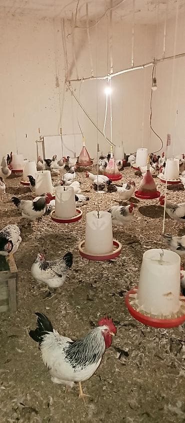 damaz: Xüsusiyyətlər: - Rəng: ağ əsaslı, boyun və quyruqda qara-lələklə — 5