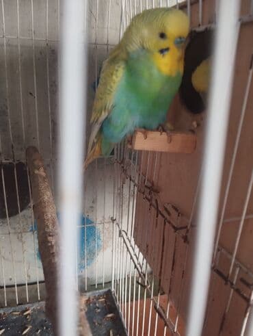 danisan quslar: Hazır cutlerdir 4 yumurtası var aktiv heyvanlardir balaya süper — 5