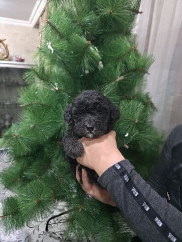 карликовый пудель цена: Pudel, 1 ay, Dişi — 3