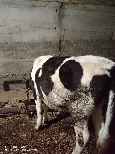 Qaramal – qara-ağ rəngli, sağlam bədən quruluşlu - Növ: inək/cavan — 3