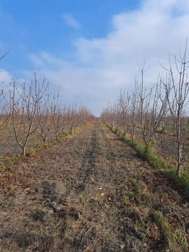 купить 1 комнатную квартиру в баку: Quba-Xaçmaz ərazisindədir Asvalt yola 5km yaxınlıqda 6 illik karmen — 9