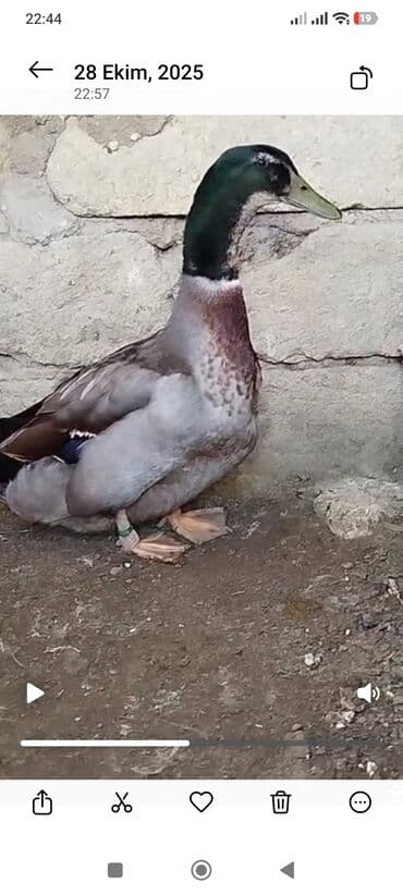 Xoruzlar: Erkək, Damazlıq, Ödənişli çatdırılma — 1