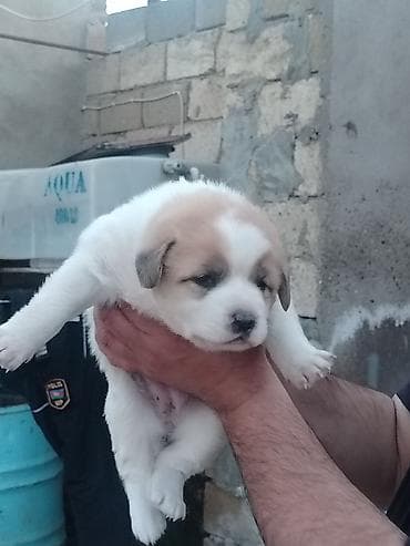 Gəmiricilər: Salam 24. Gunlukdu Temmiz Qurdbasar kucukidi — 2