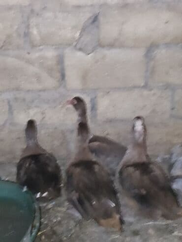 quş yuvaları: Dişi, | Lal ördək, Ətlik — 3