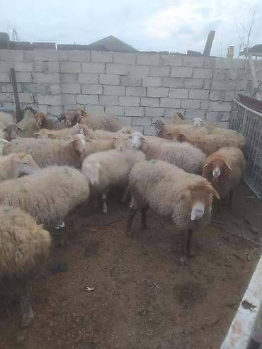 kreditle heyvan satisi: Qoyun sürüsü – ətlik və damazlıq üçün - Növ: yerli-qarışıq cinsli — 10
